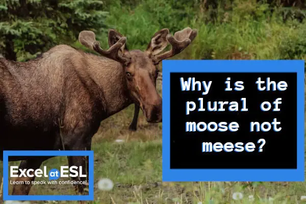 Why is the plural of moose not meese? - Hidden History of English ...